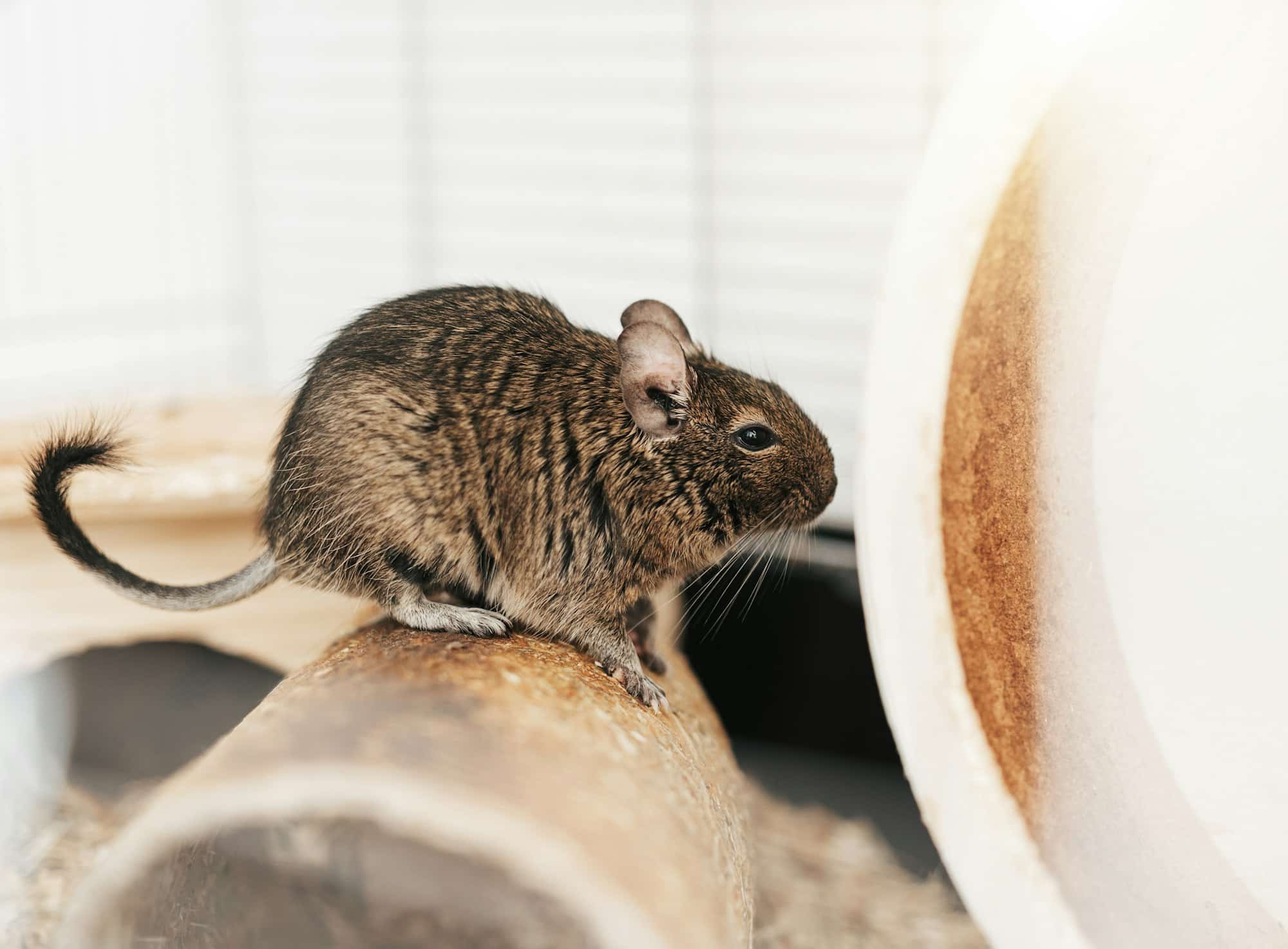 Little cute gray aquirrel Degu