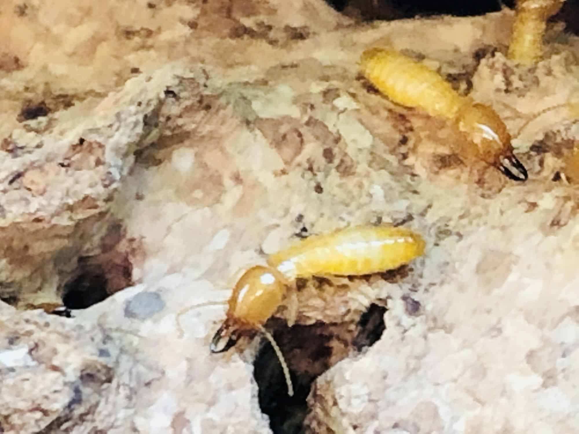 Subterranean Termite