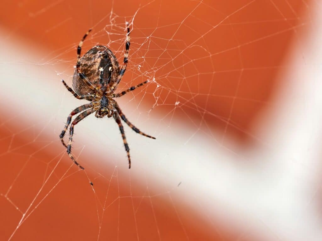 The Walnut Orb-weaver Spider