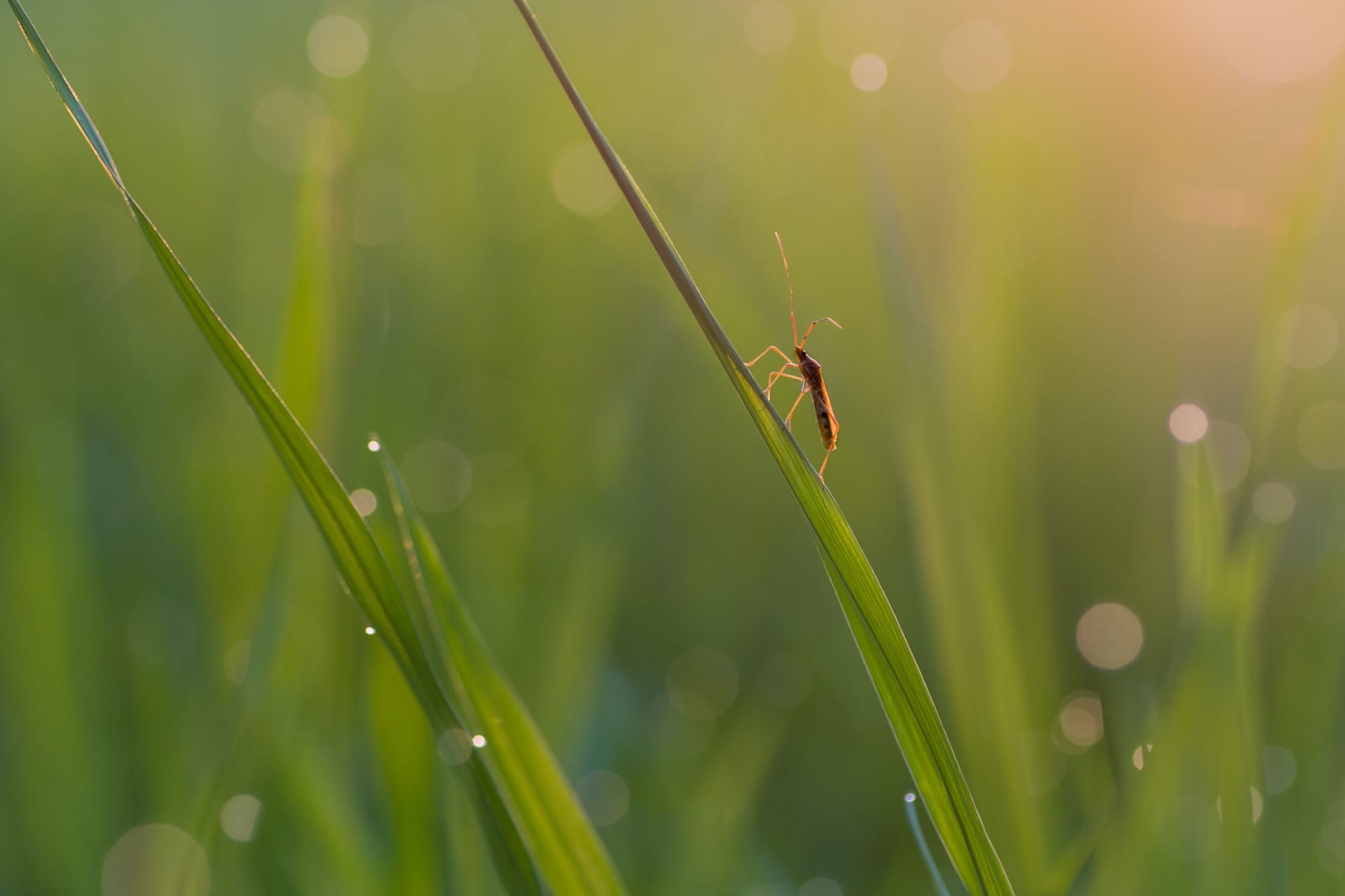 am insect in nature with a beautiful bokeh and sunshine