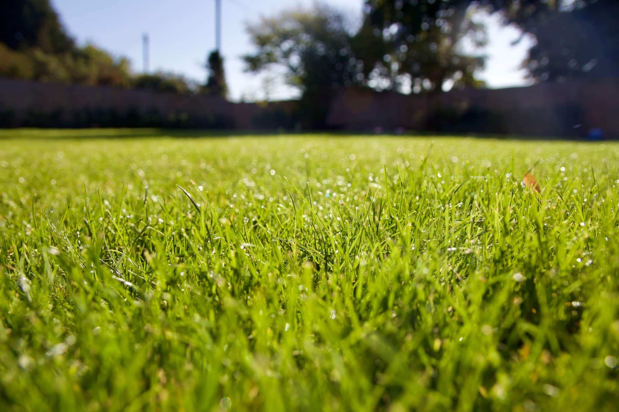 Green dewy lawn selective focus