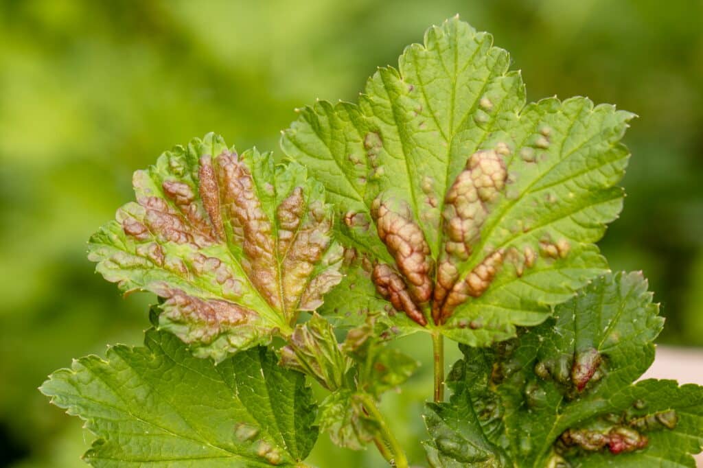 Red currant leaves attacked by the fungus Anthracnose. Gallic aphids on the leaves