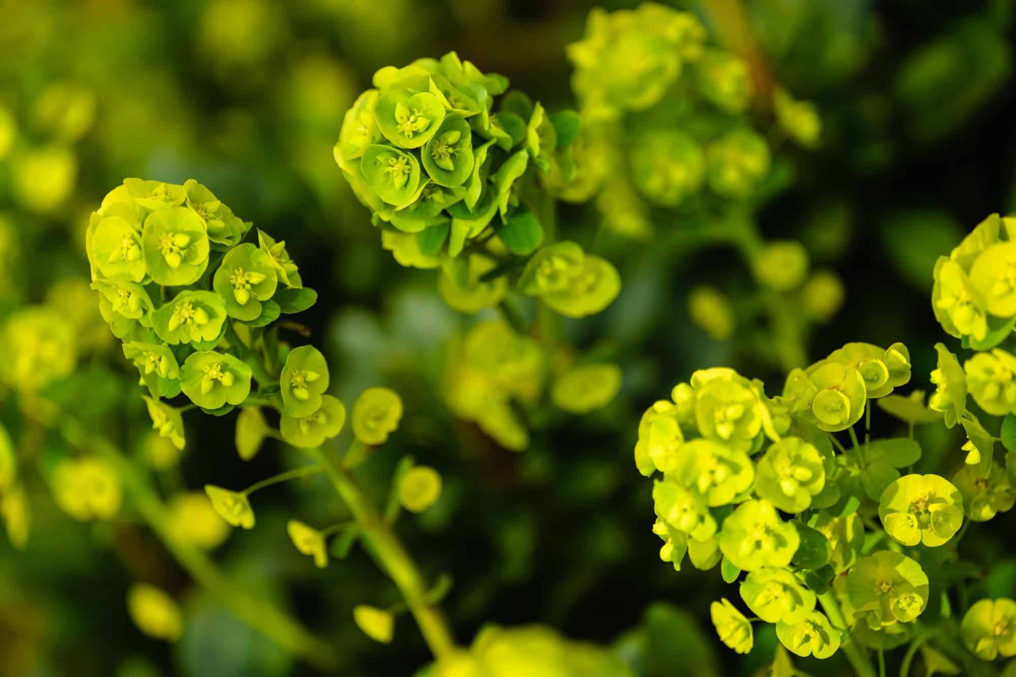 Selective focus shot of yellowish-green sun spurge plants in the garden in UK