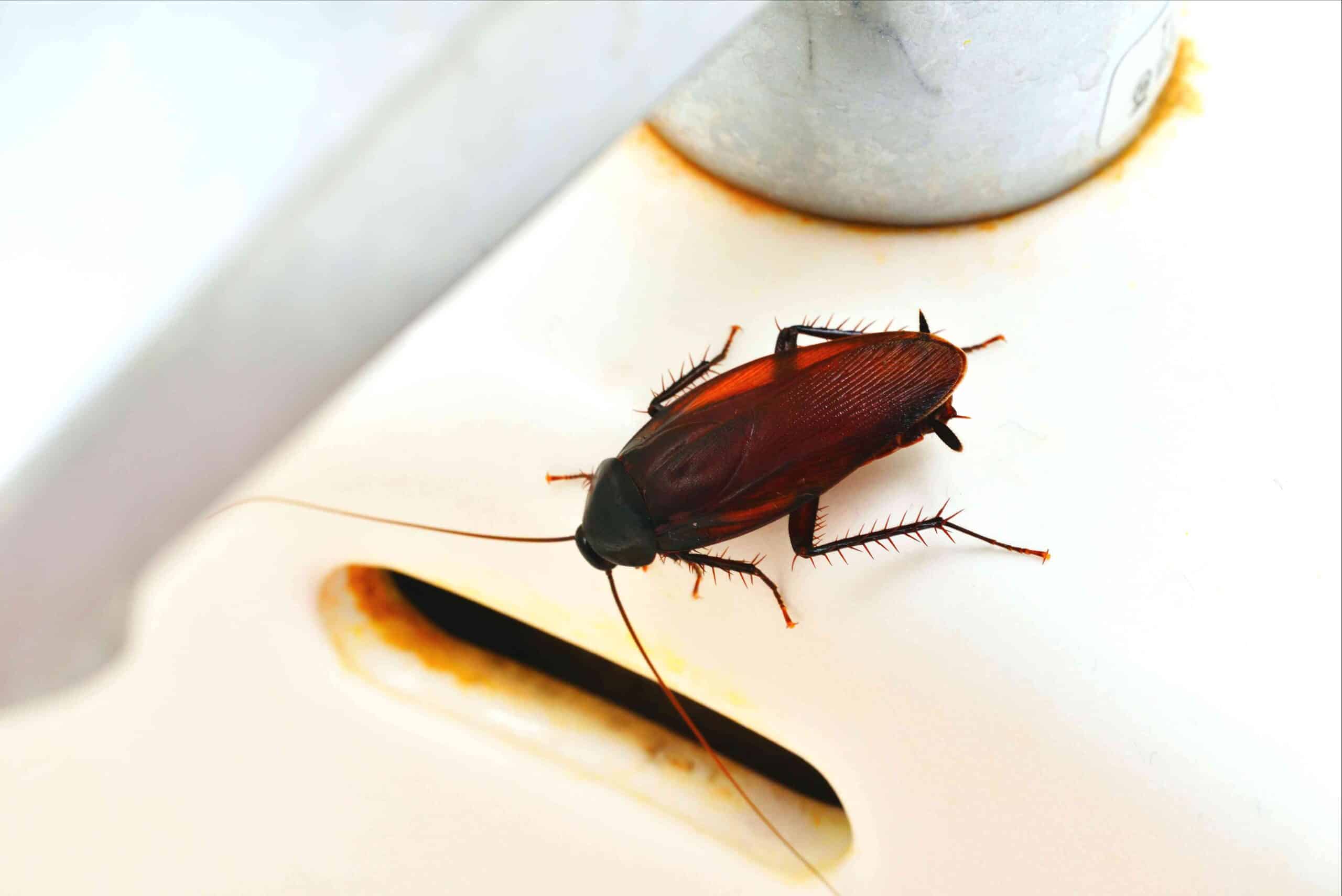 Close-up of a large, reddish-brown cockroach on a light surface