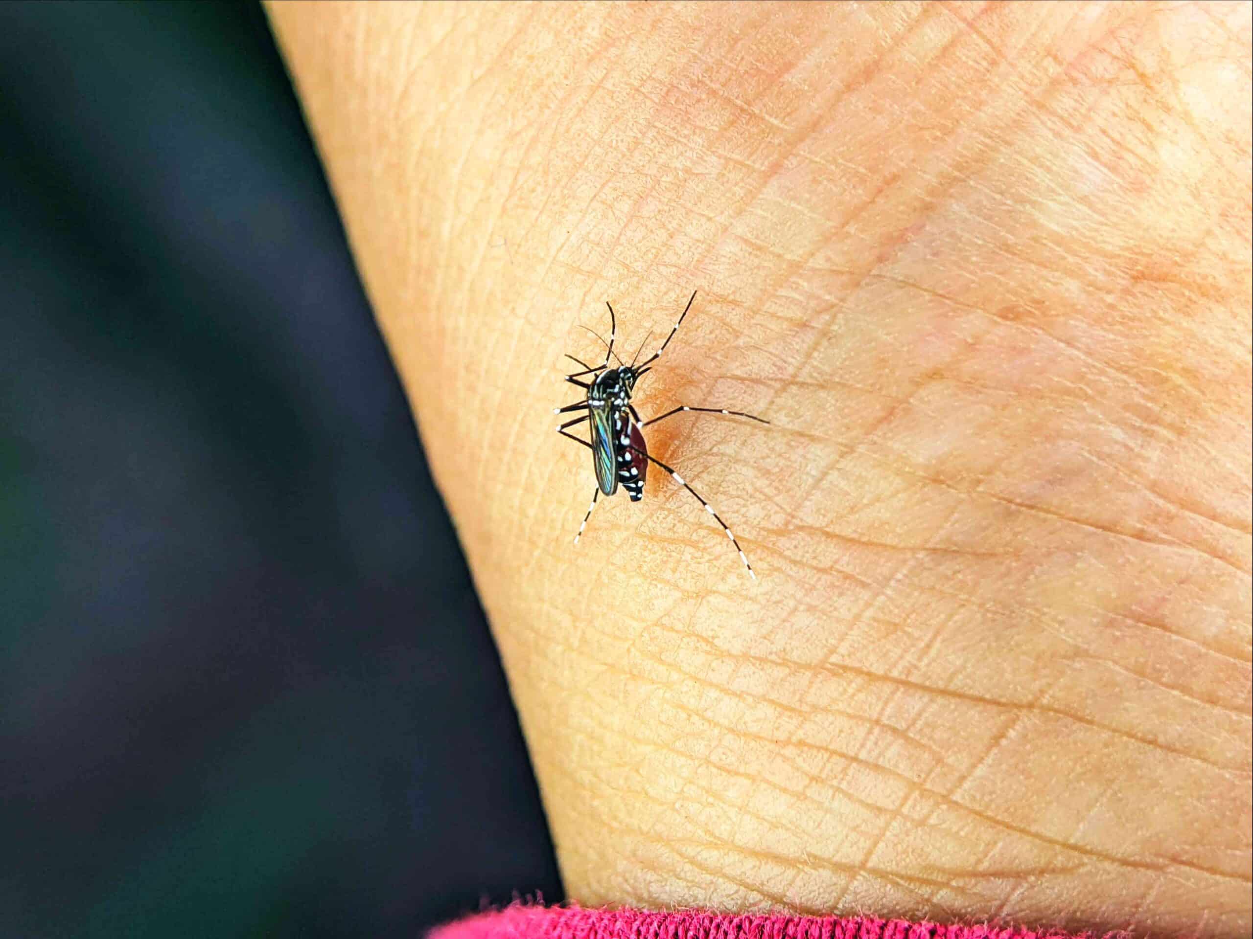 Macro shot of a mosquito resting on human skin