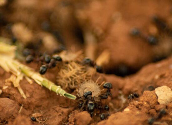 Closeup of an ant colony on the ground