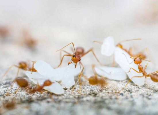 Ants swarming on the ground, indicating an infestation