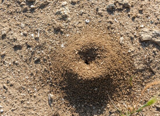 Close-up view of an ant mound in the soil