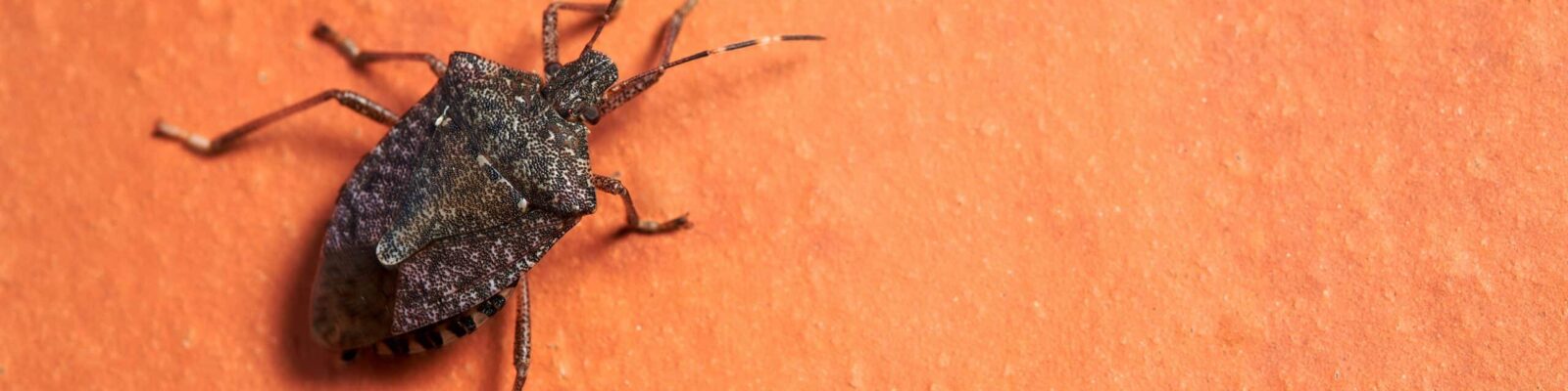 Brown marbled stink bug, scientific name Halyomorpha halys Close-up of a bed bug on a surface