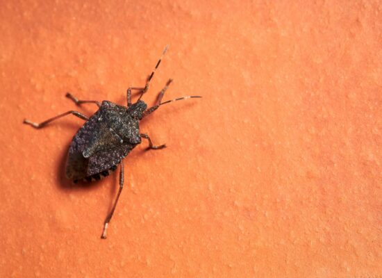 Close-up of a bed bug on a surface