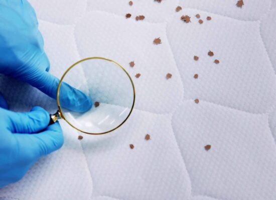 Signs of a bed bug infestation, including droppings and shed skin