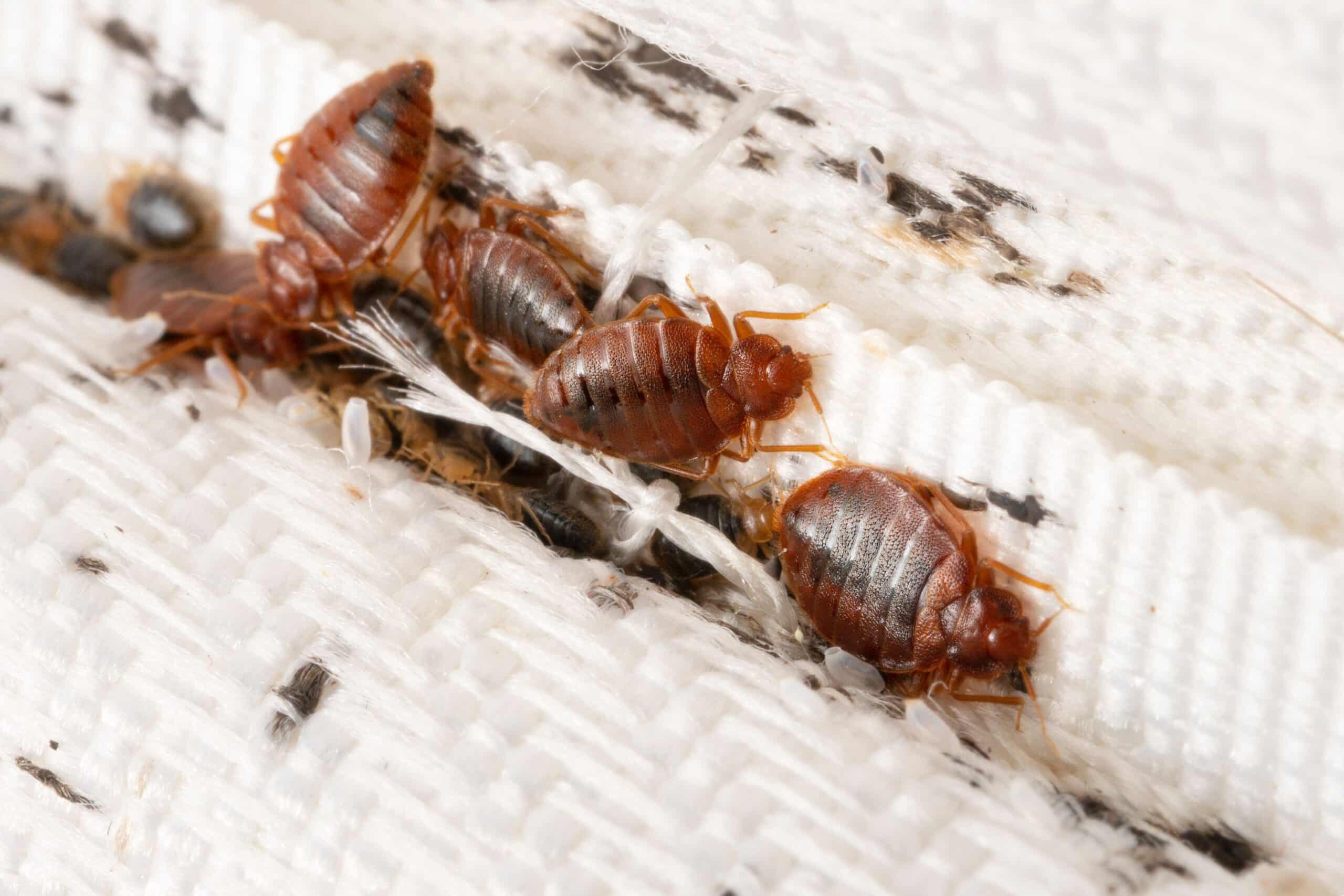 Close-up of bed bugs on a mattress