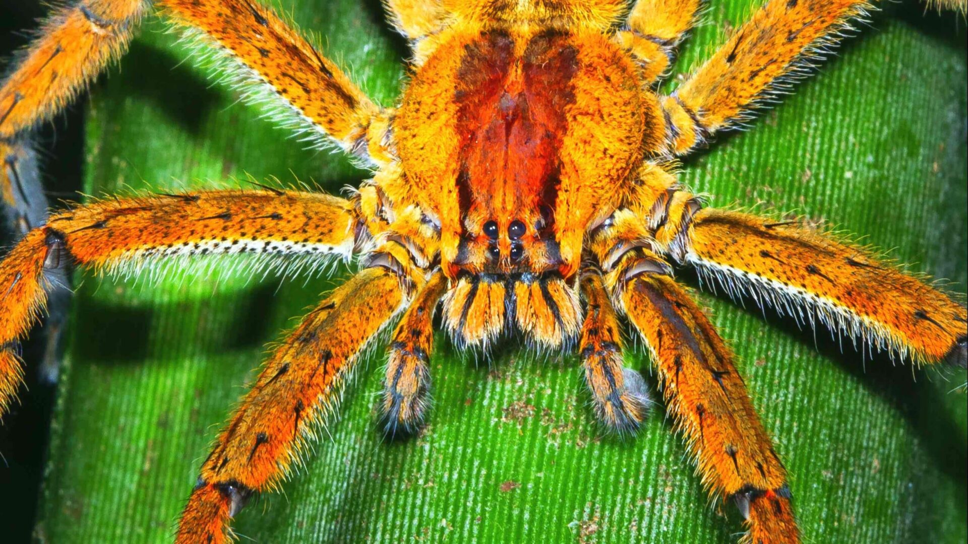 A detailed macro shot of a brown recluse spider
