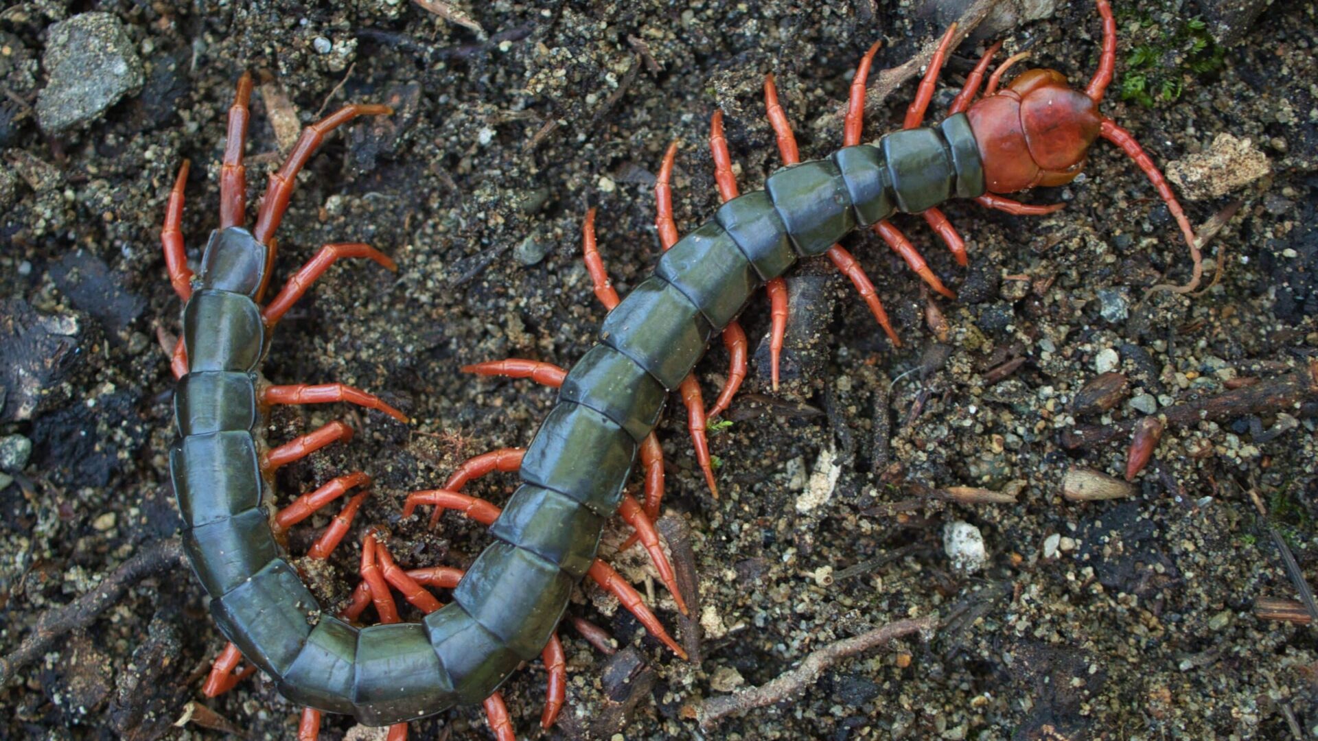 Centipede with red legs crawling on dark soil