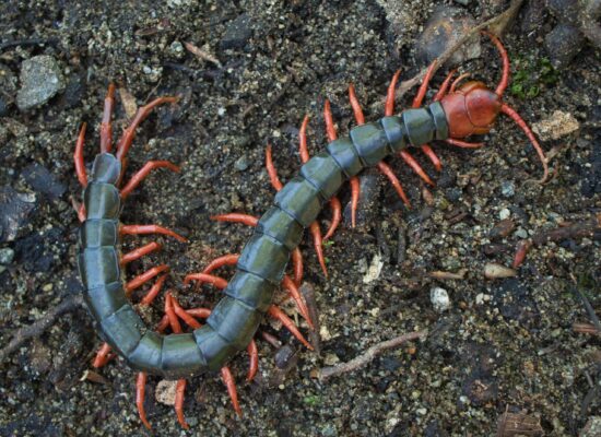 Centipede with red legs crawling on dark soil