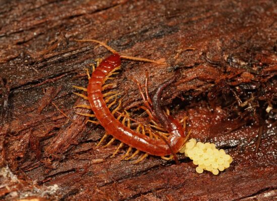 Centipede laying eggs on a wooden surface
