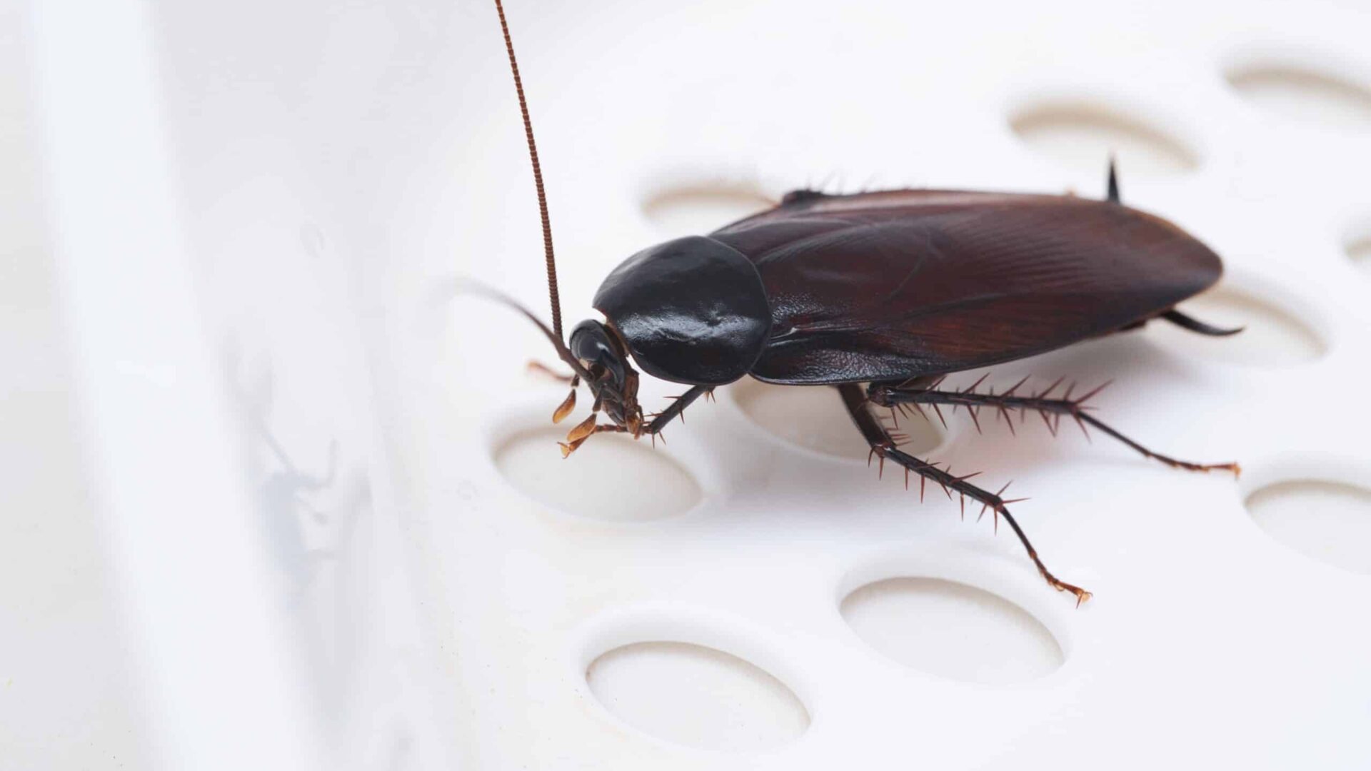 Close-up of a cockroach on a white surface, pest control