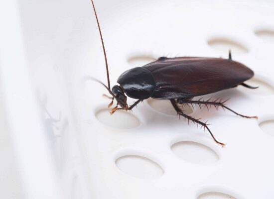 Close-up of a cockroach on a white surface, pest control