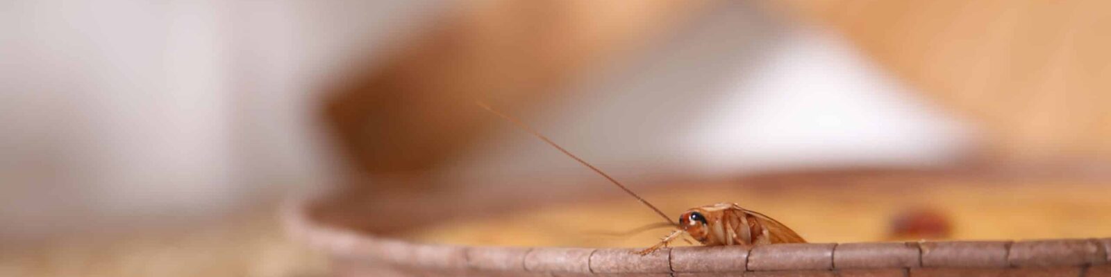 Cockroach crawling on pie on light table, closeup Cockroach on wooden kitchen surface near bread