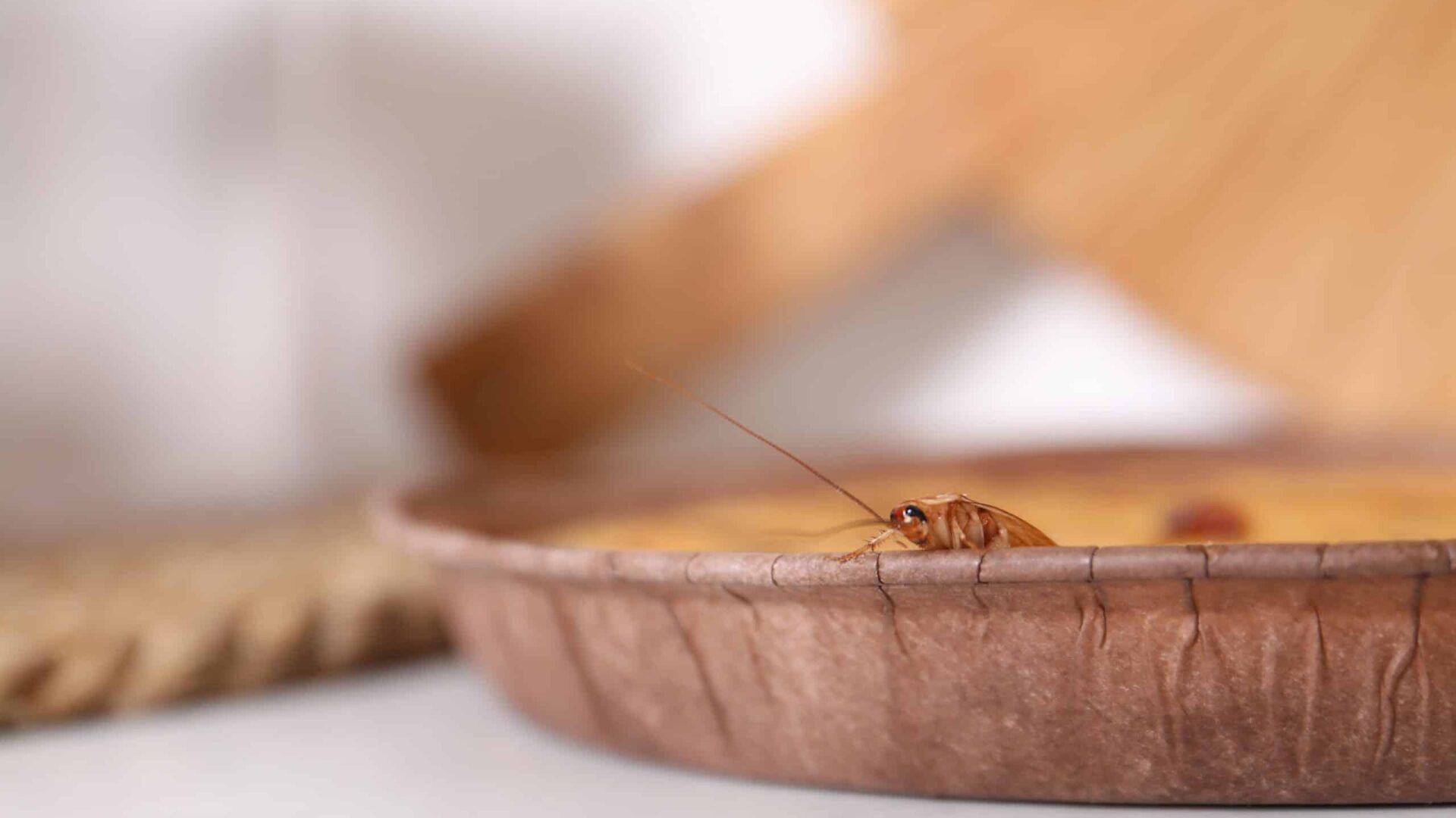 Cockroach on wooden kitchen surface near bread