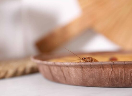 Cockroach on wooden kitchen surface near bread