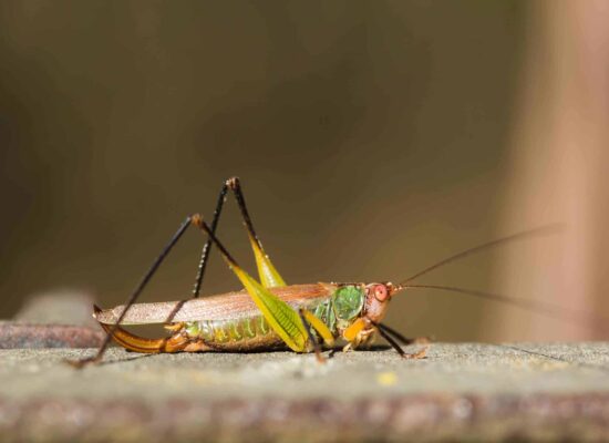 A close-up view of a large cricket or grasshopper resting on a leaf or plant stem.
