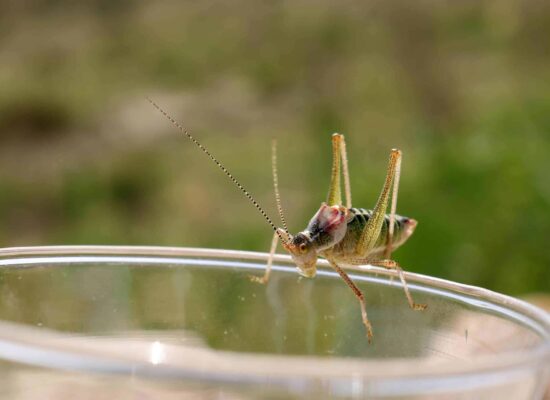 Close-up of a cricket insect on a glass surface