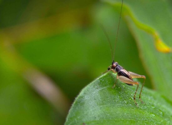 Cricket jumping on a leaf in a garden