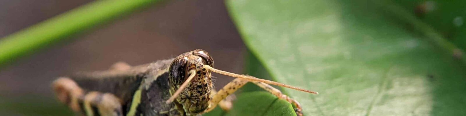 Grasshoppers are a group of insects belonging to the suborder Caelifera. Close-up of a cricket on a leaf