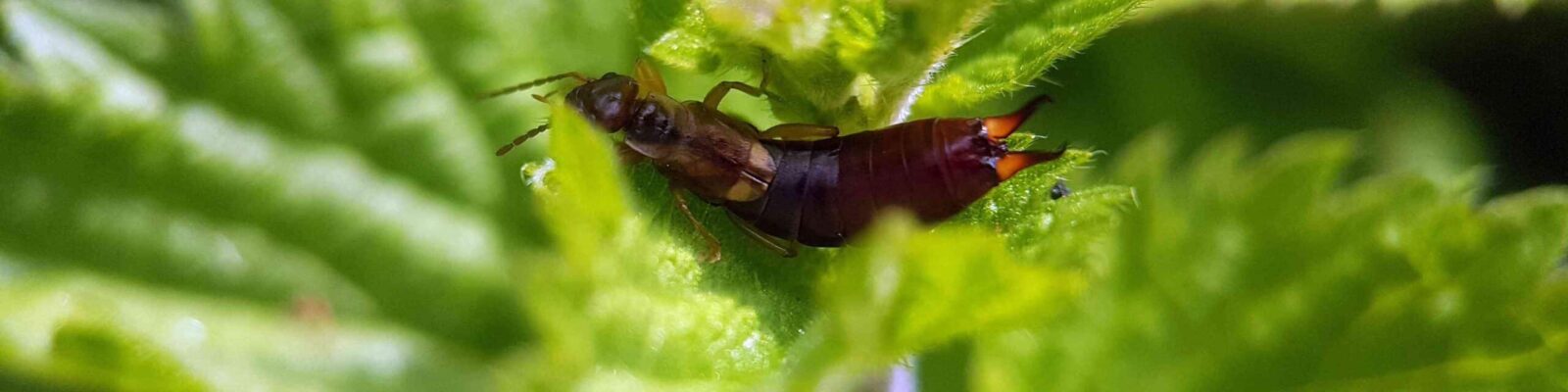 earwig on leaf summer garden Close-up of an earwig insect on a leaf
