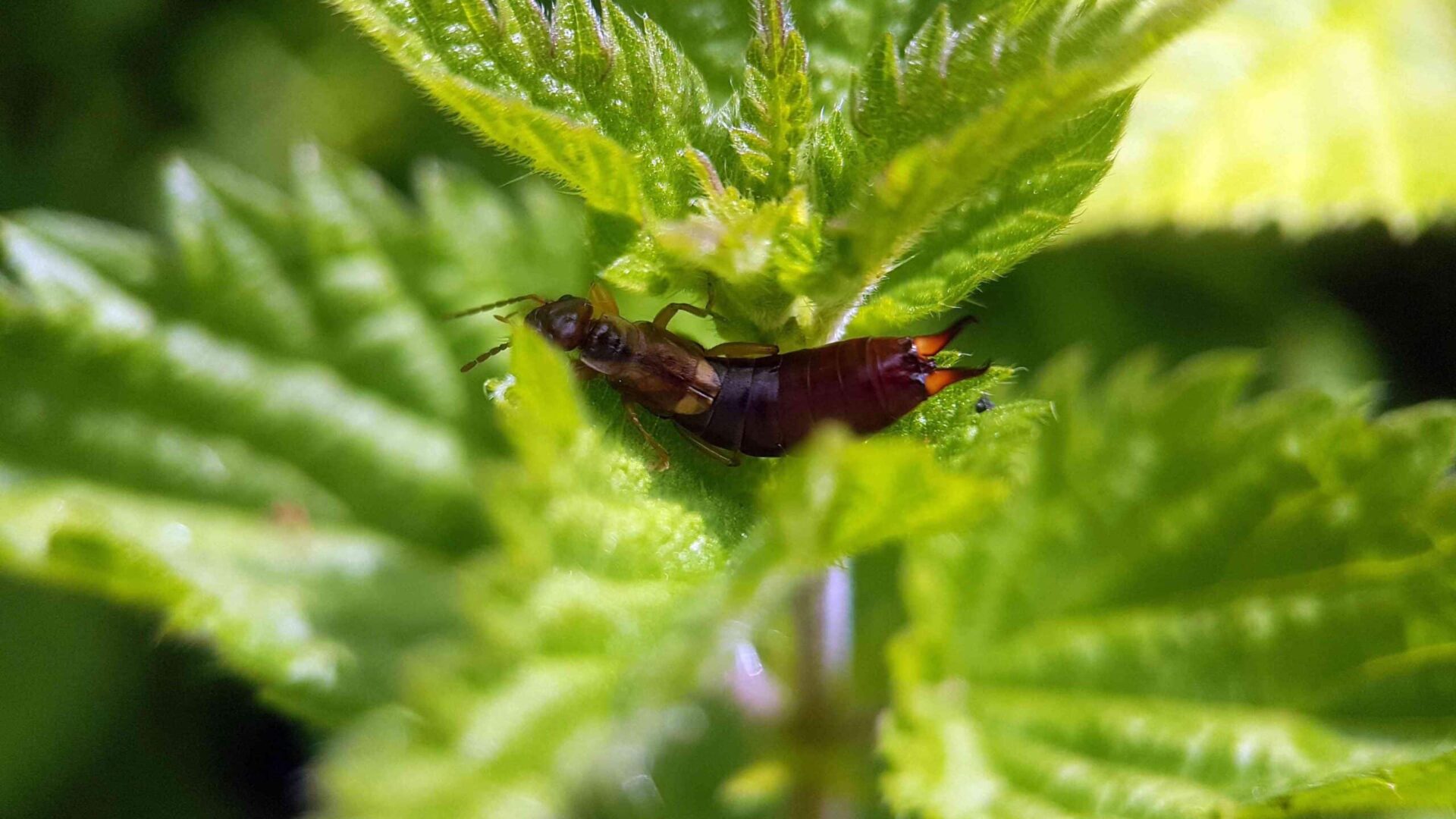 Close-up of an earwig insect on a leaf