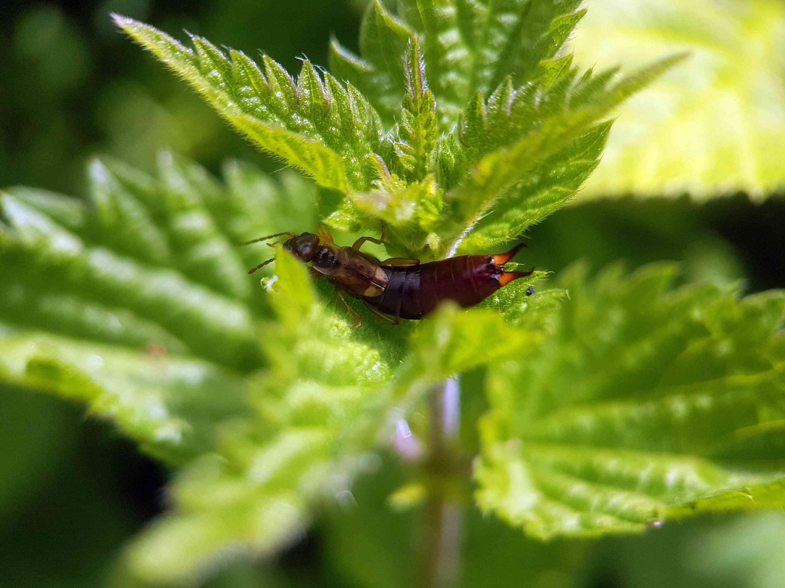 Close-up of an earwig insect on a leaf