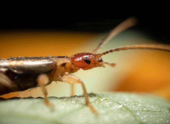 Extreme close-up of an earwig insect