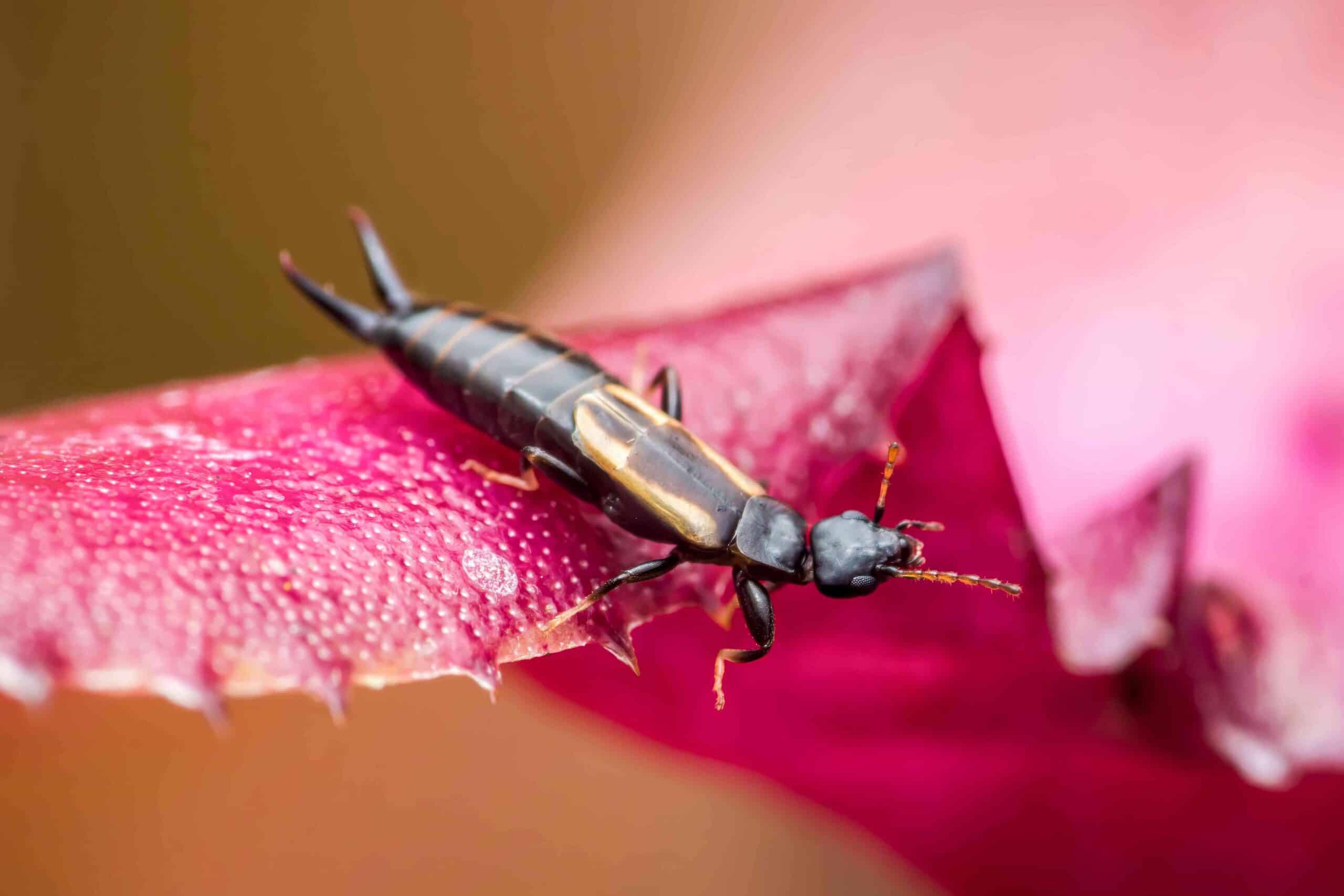 Close-up of an earwig pest with its distinctive pincers on a pink surface
