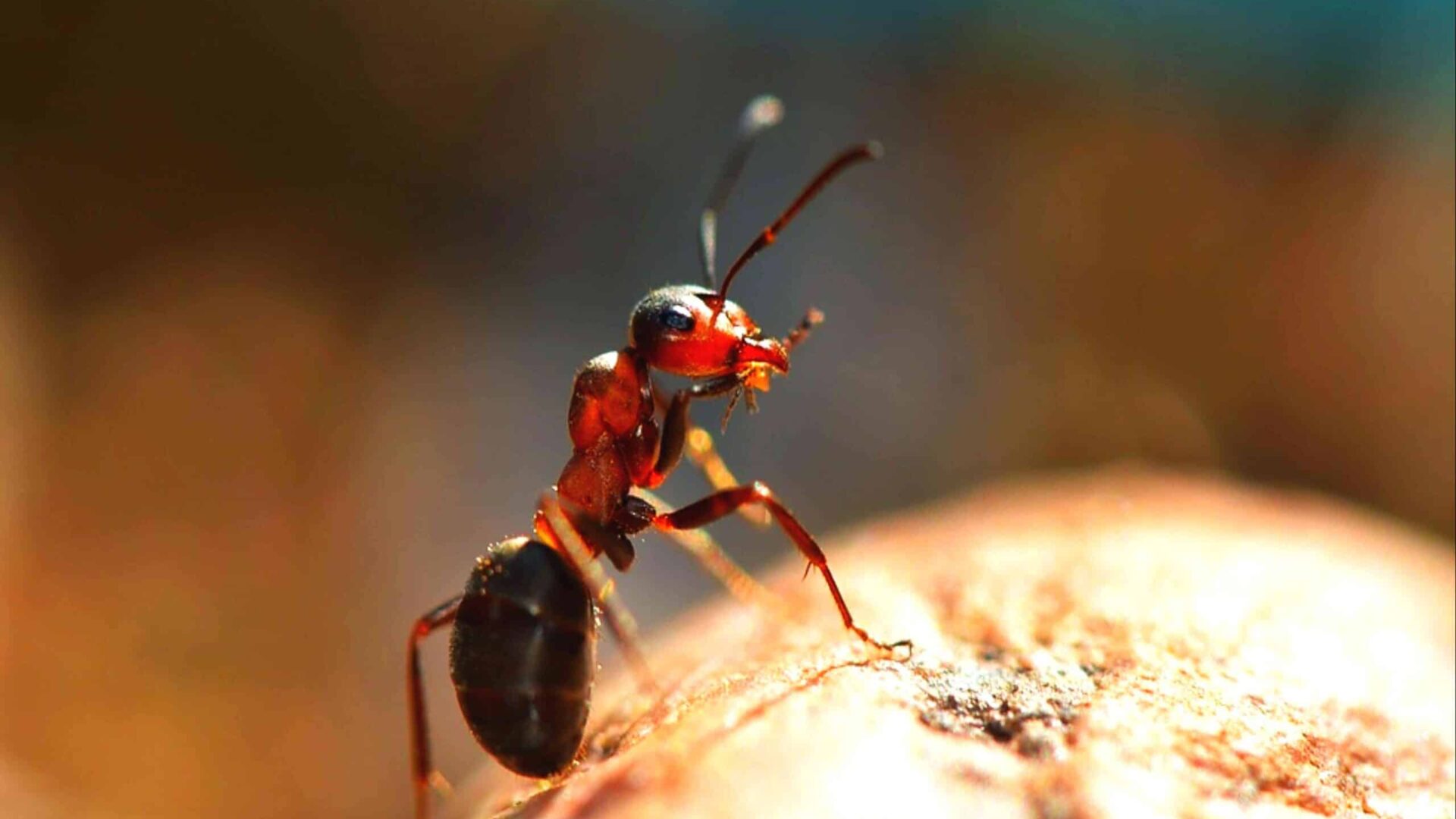 Macro shot of a bright red fire ant on a surface