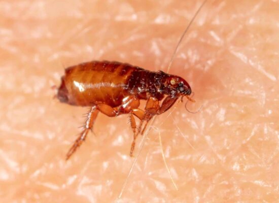 Macro shot of a flea, a tiny but problematic pest that can infest homes and pets
