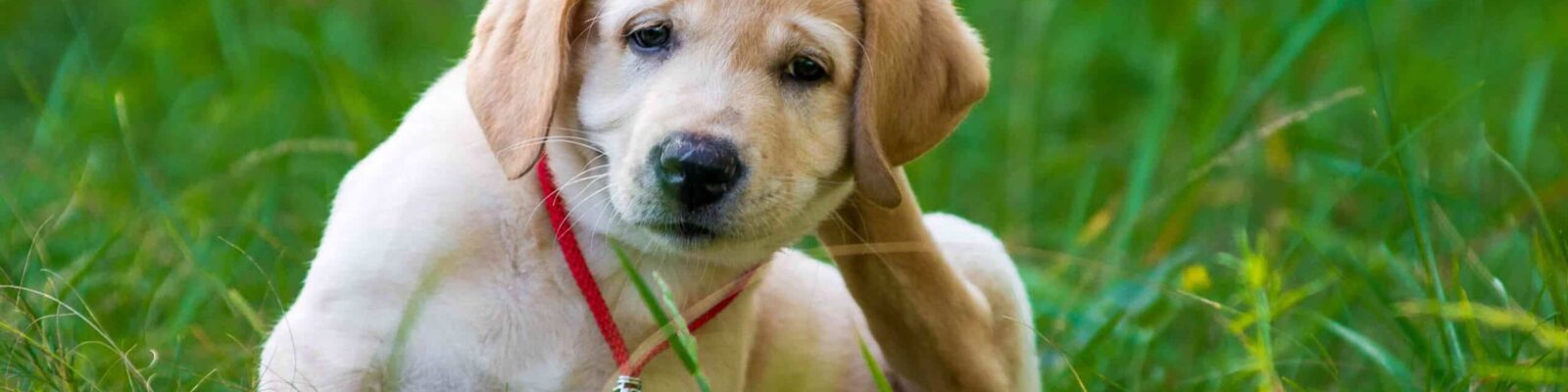 Puppy Retriever Scratching fleas Adorable Labrador retriever puppy playing in the grass, highlighting the need for pet-friendly pest control in North Alabama