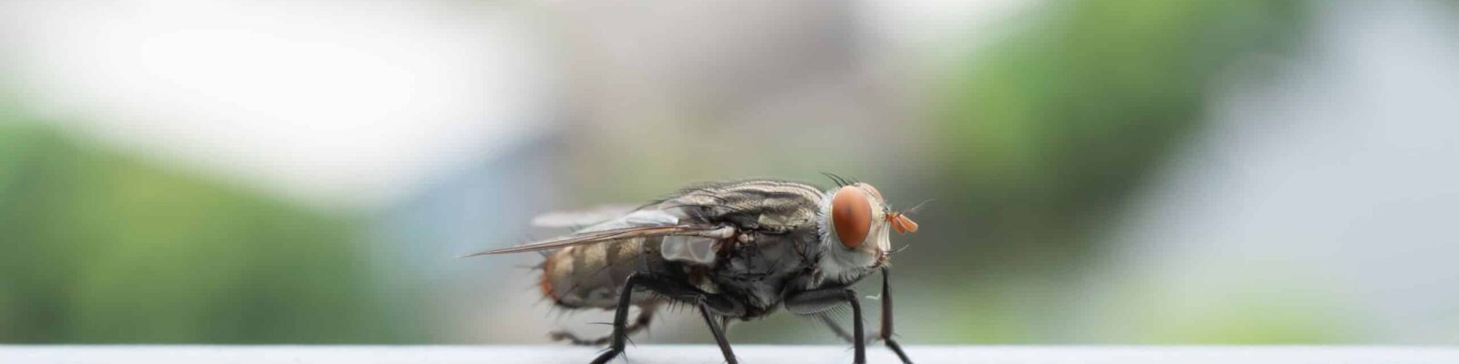 Close up of a fly with wings and legs isolated on green background. A black insect, Animal bug. Macro of a housefly, professional pest control