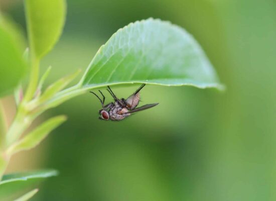 fly-insect Fly under a green leaf, pest control in focus
