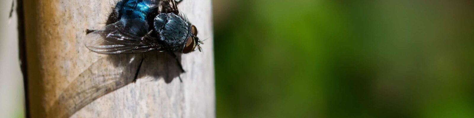 Blue bottle fly. Close-up of a fly on a wooden stick outdoors