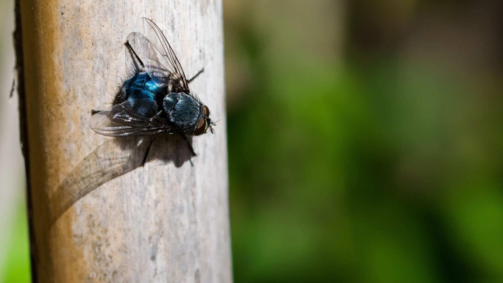 Close-up of a fly on a wooden stick outdoors