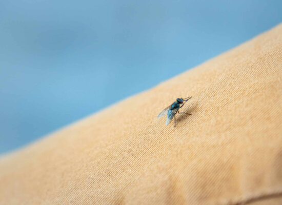 Selective focus shot of a mosquito on a beige surface Fly resting on fabric, focus on pest management