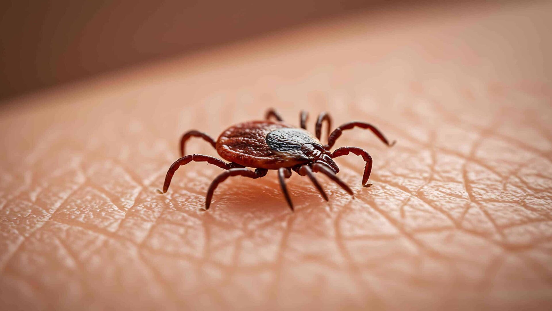 Closeup of a mite or spider mite on a leaf