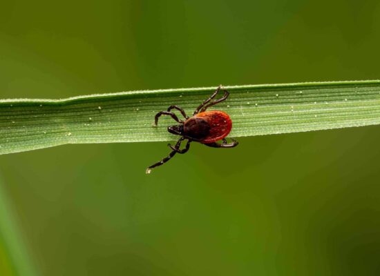 Closeup of a mite or spider mite on a leaf