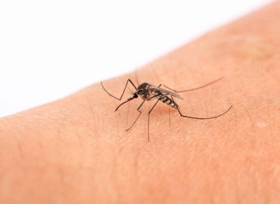 mosquito Mosquito biting human skin, North Alabama pest control
