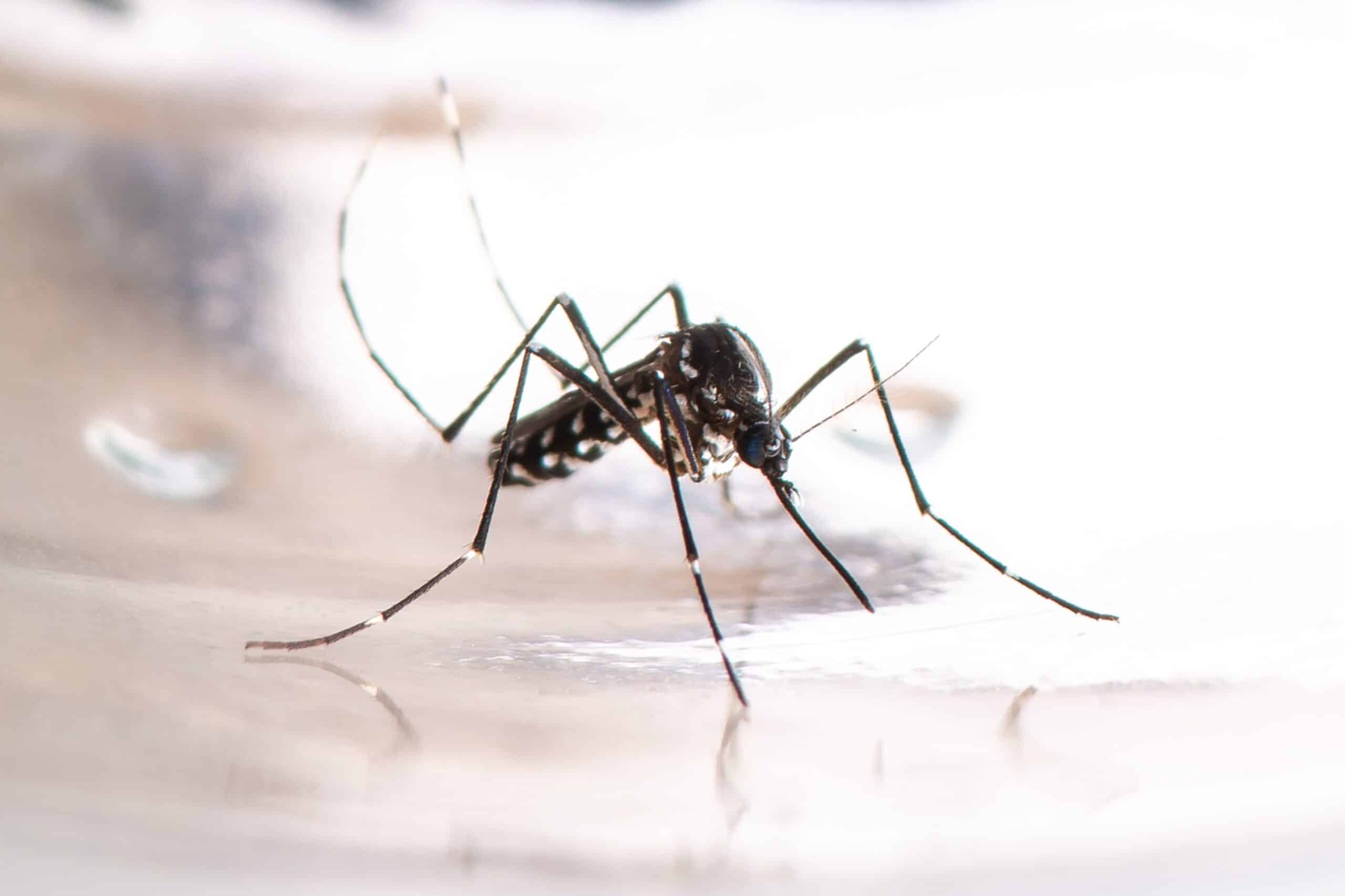 Mosquito feeding close-up, pest control focus