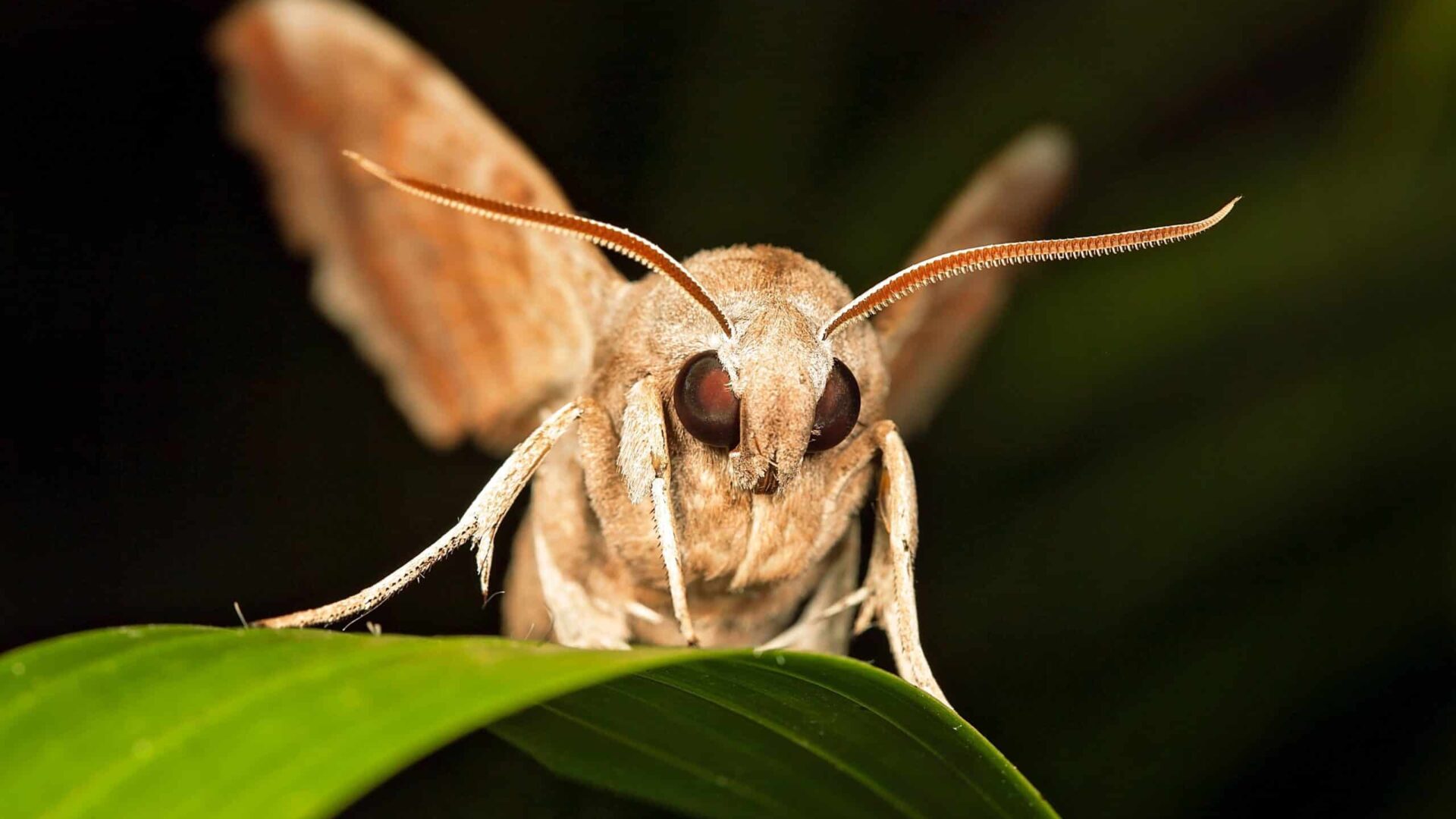 Moth perched on a leaf, nighttime setting