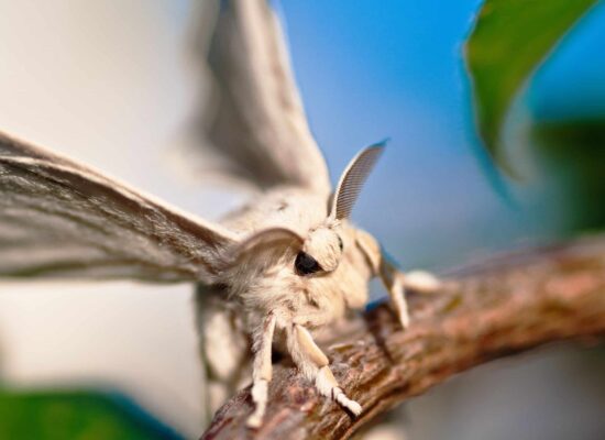 Pantry moth in flight, close-up