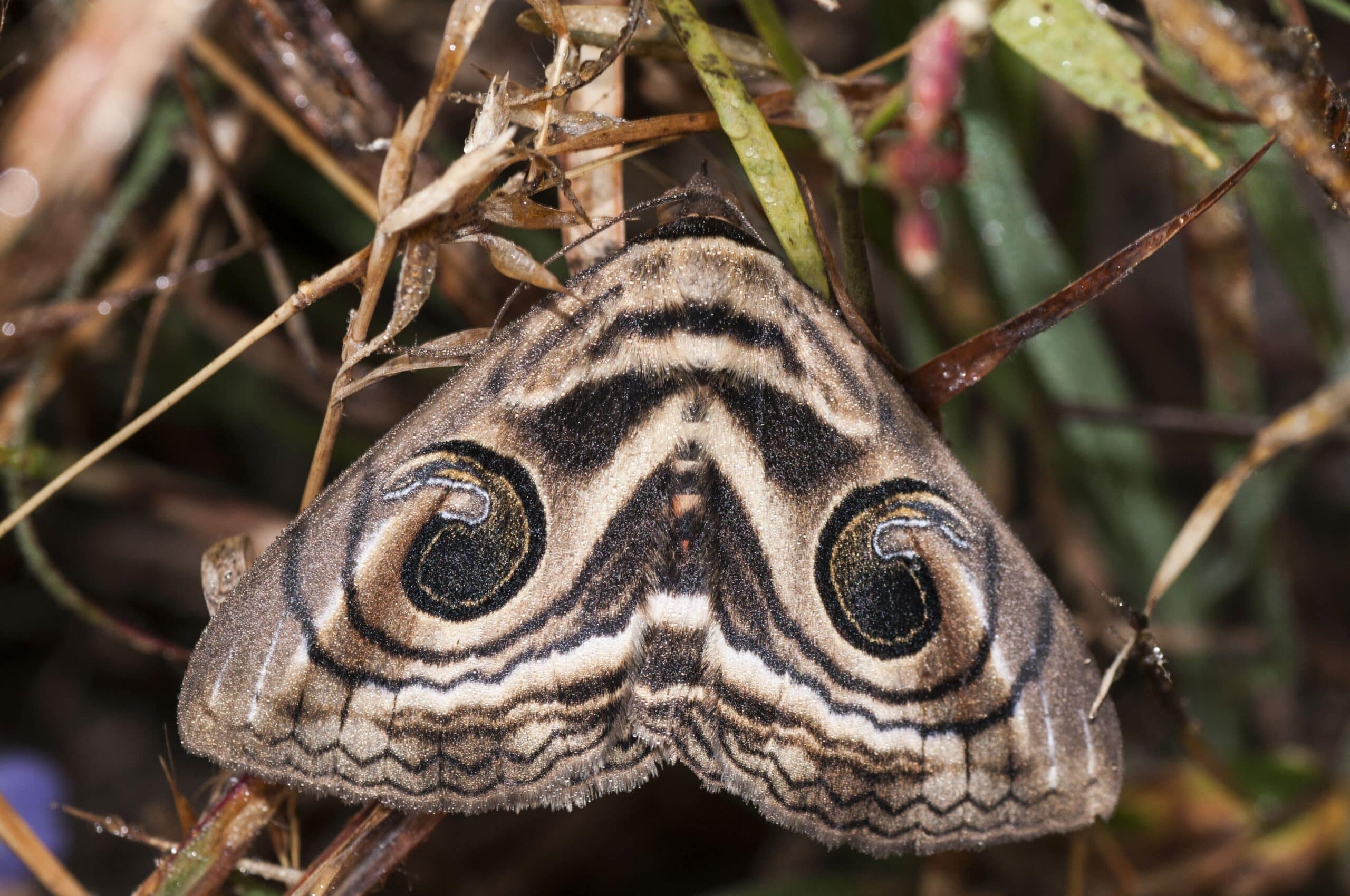 Detailed moth wing mimicking an owl's eyes