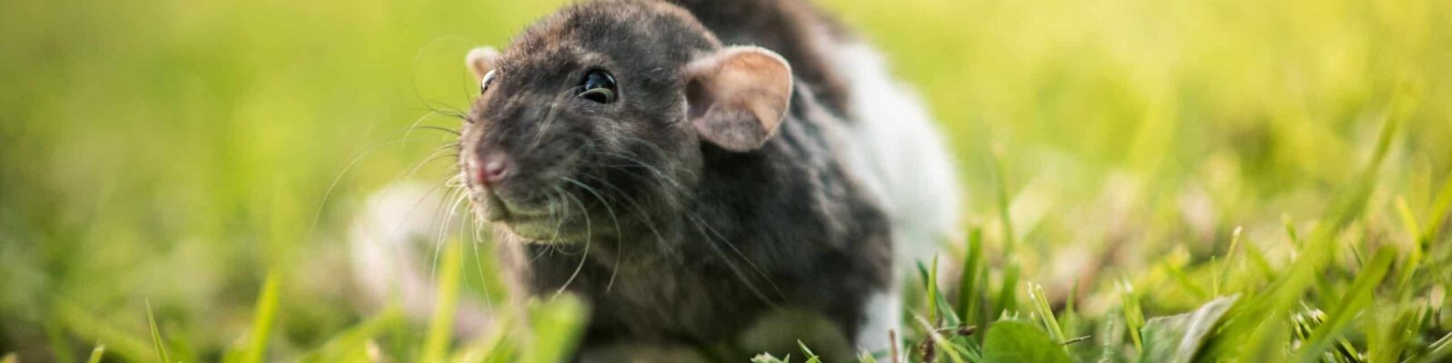 Closeup shot of a small black and white mouse scurrying around on a grassy field Rat wandering in lush green grass
